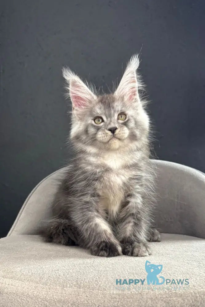 Pannda Maine Coon female black silver live animals