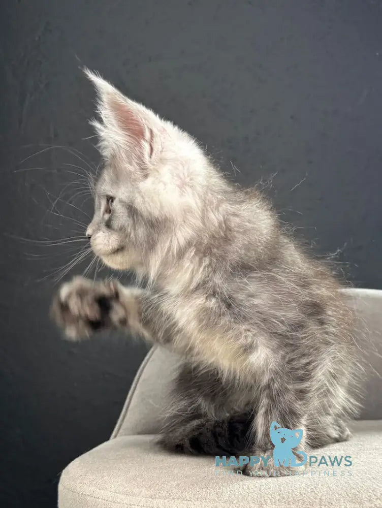 Pannda Maine Coon female black silver live animals