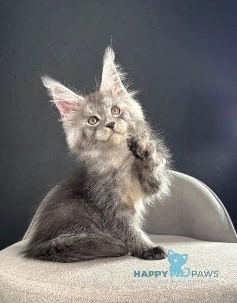 Pannda Maine Coon female black silver live animals