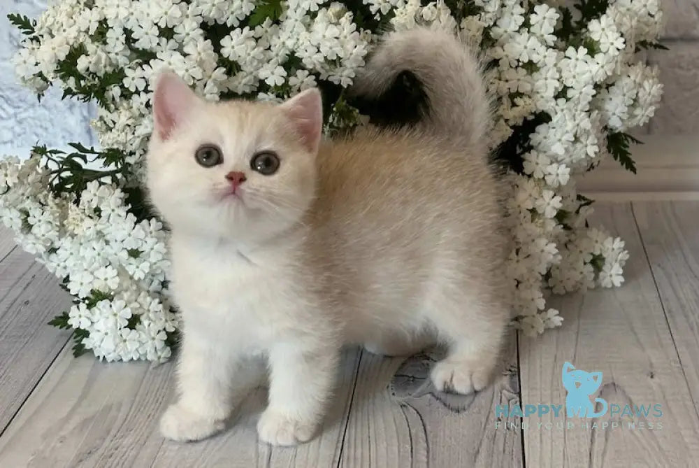 Paola British Shorthair female chocolate silver chinchilla live animals