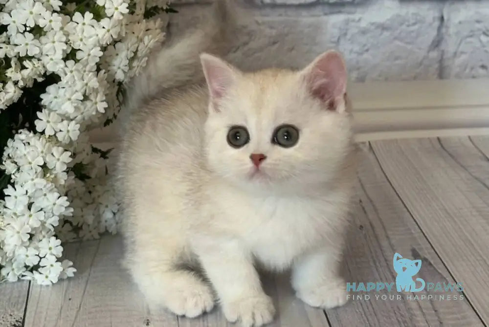Paola British Shorthair female chocolate silver chinchilla live animals