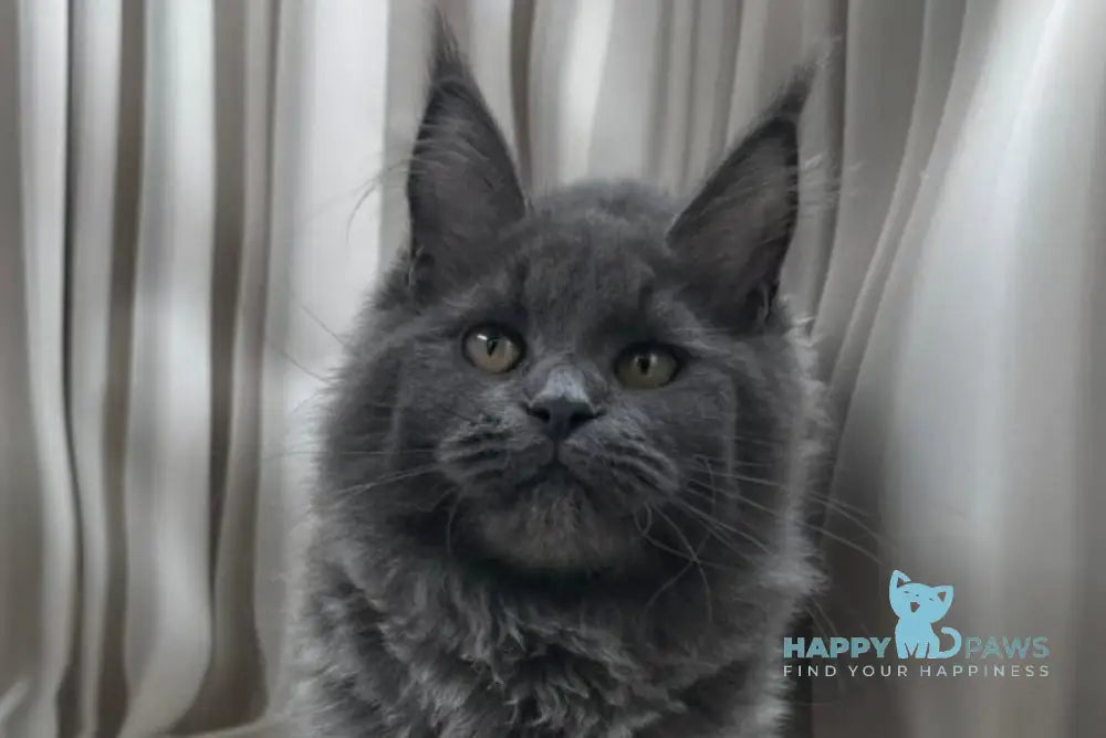 Paola Maine Coon female blue silver live animals