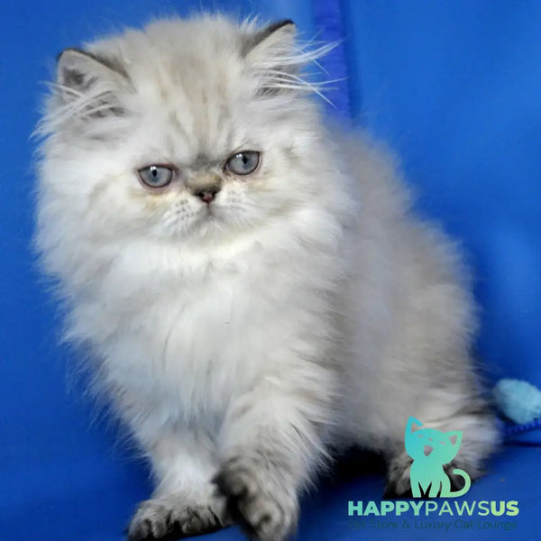 Paola Persian female blue pointed - live animals