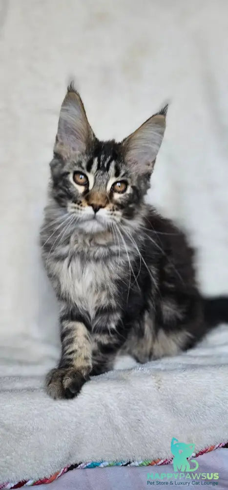 Paprika Maine Coon female black tabby live animals
