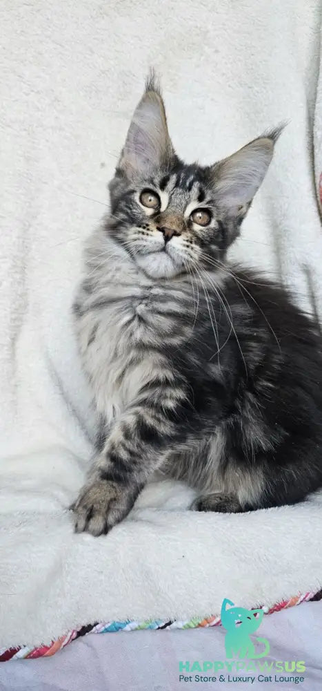 Paprika Maine Coon female black tabby live animals