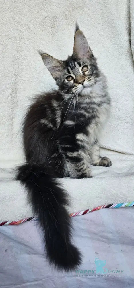 Paprika Maine Coon female black tabby live animals