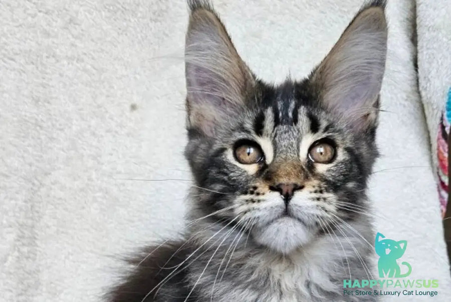Paprika Maine Coon female black tabby live animals