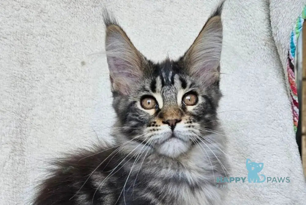 Paprika Maine Coon female black tabby live animals