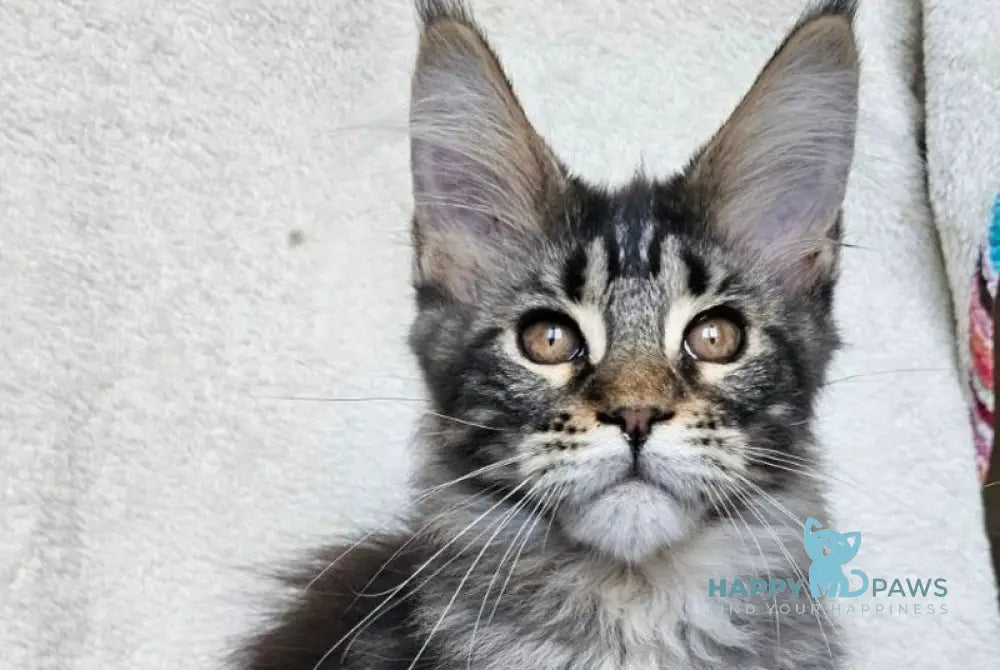 Paprika Maine Coon female black tabby live animals