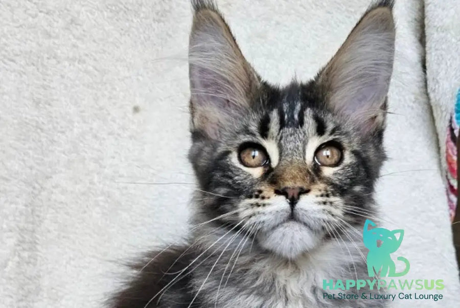Paprika Maine Coon female black tabby live animals