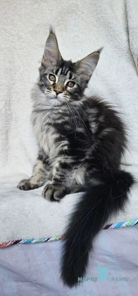 Paprika Maine Coon female black tabby live animals