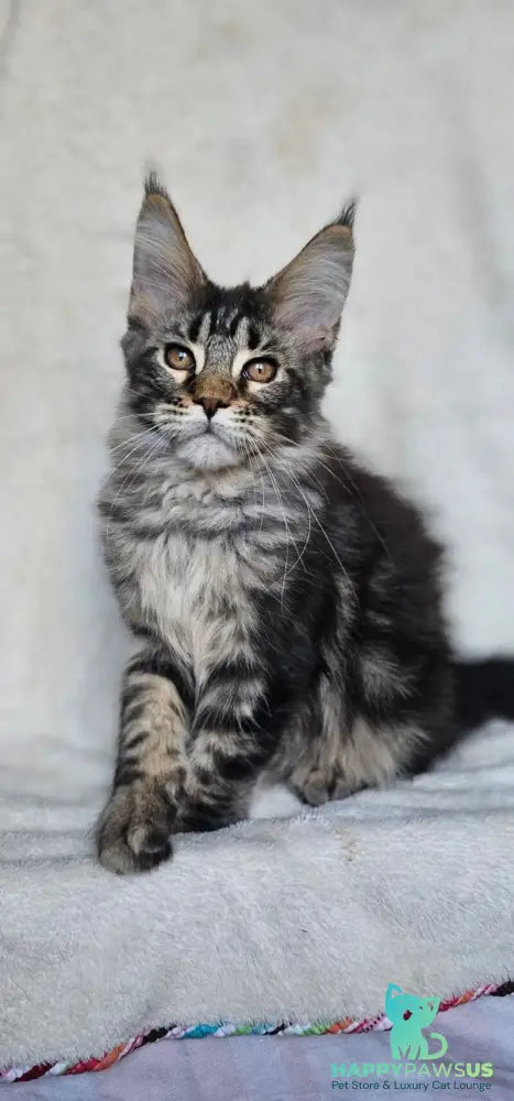 Paprika Maine Coon female black tabby live animals