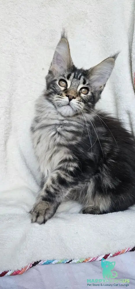 Paprika Maine Coon female black tabby live animals
