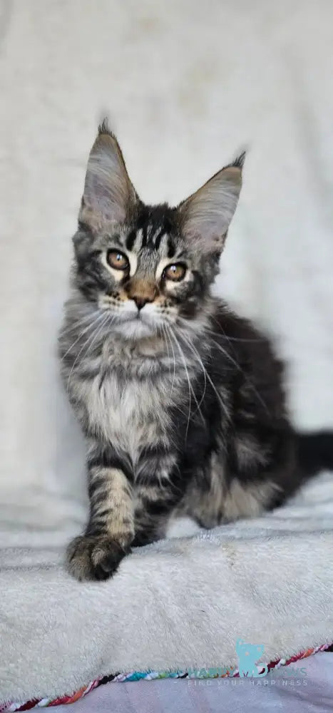 Paprika Maine Coon female black tabby live animals