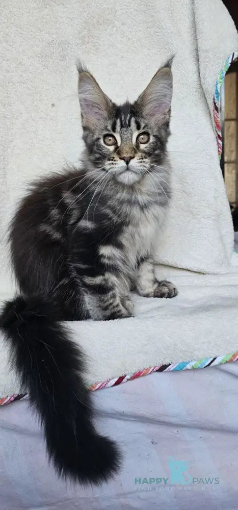 Paprika Maine Coon female black tabby live animals