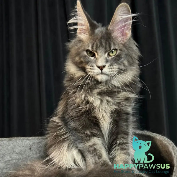 Paradise Maine Coon male blue tabby - live animals