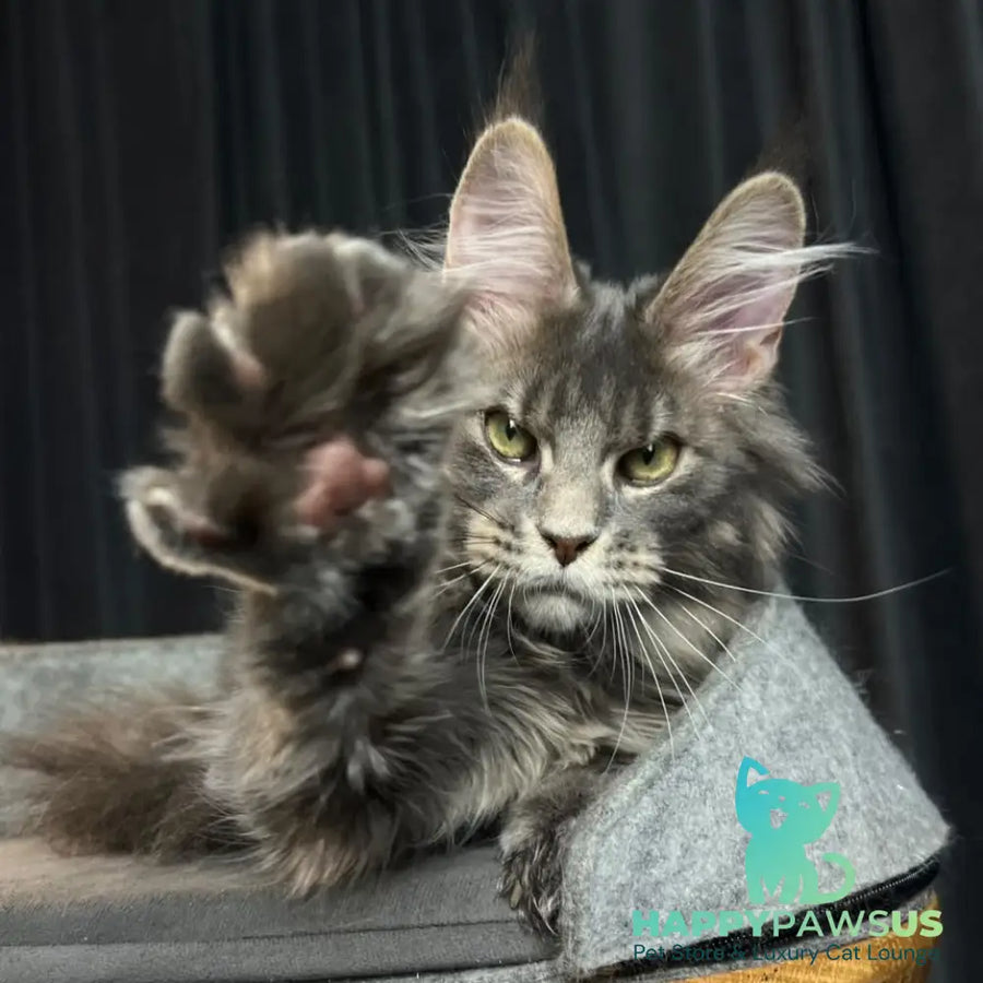 Paradise Maine Coon male blue tabby - live animals