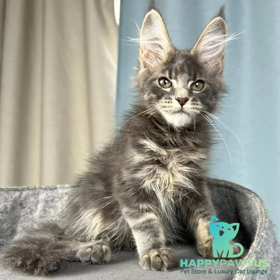 Paradise Maine Coon male blue tabby - live animals