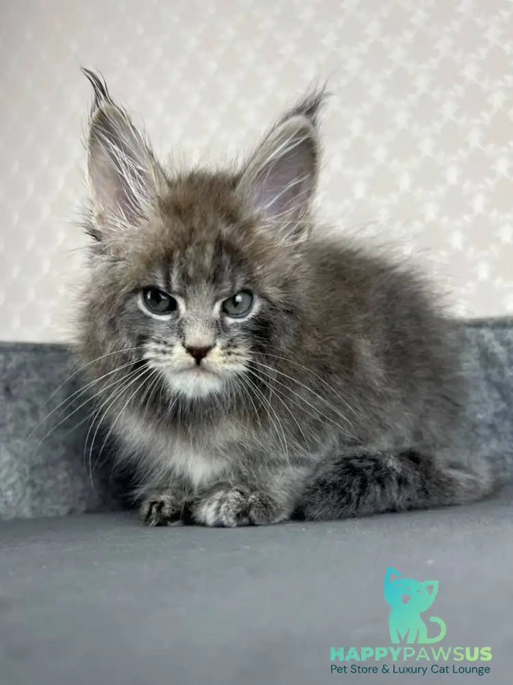 Paradise Maine Coon male blue tabby - live animals