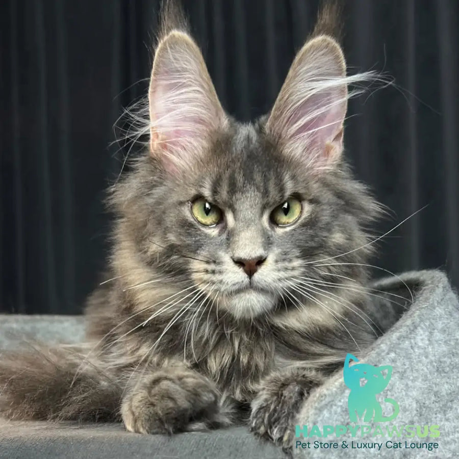 Paradise Maine Coon male blue tabby - live animals