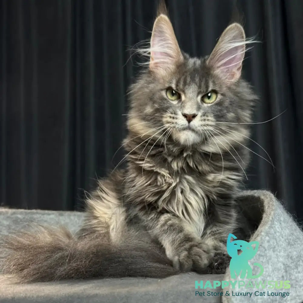 Paradise Maine Coon male blue tabby - live animals
