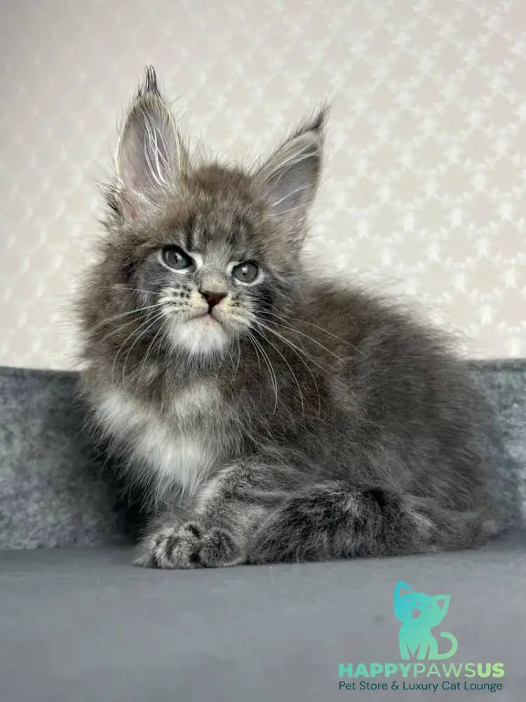 Paradise Maine Coon male blue tabby - live animals