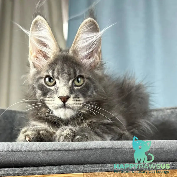 Paradise Maine Coon male blue tabby - live animals