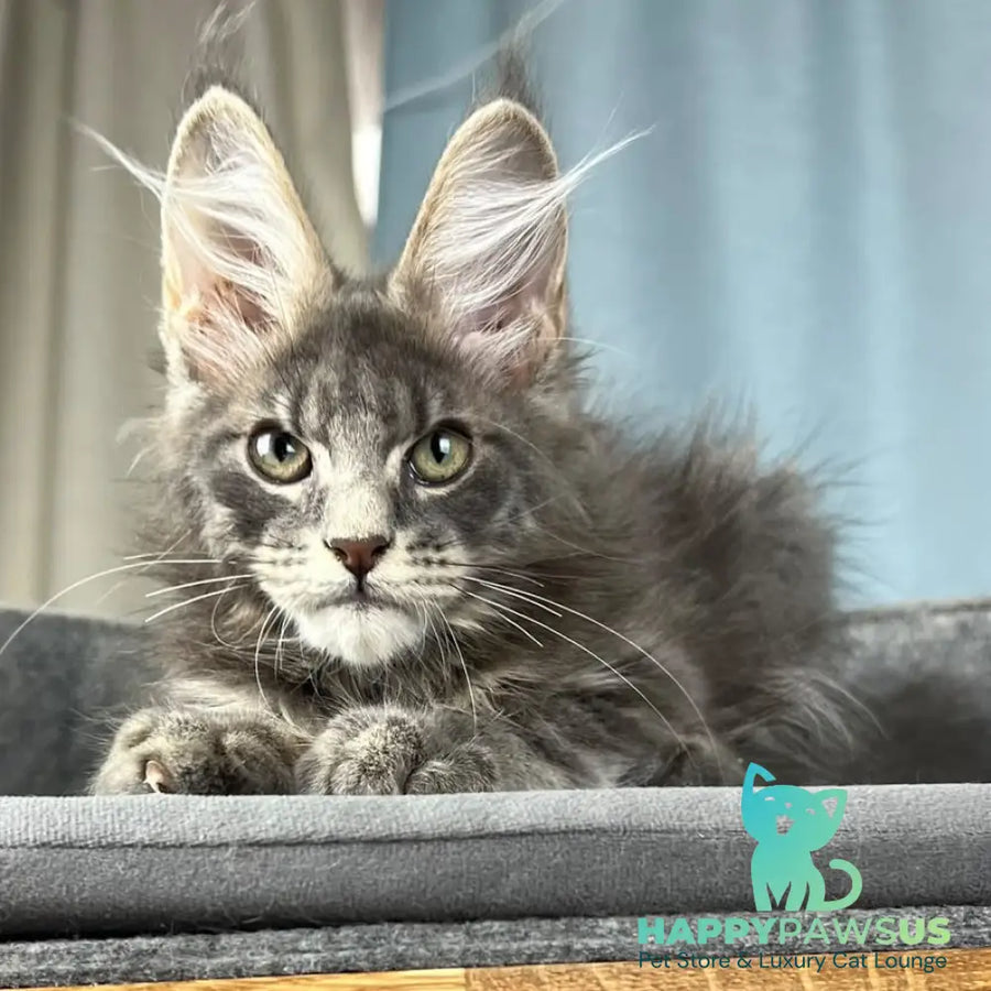 Paradise Maine Coon male blue tabby - live animals