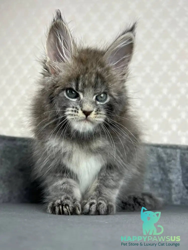 Paradise Maine Coon male blue tabby - live animals