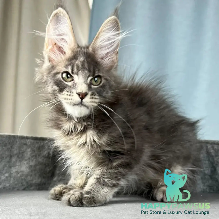 Paradise Maine Coon male blue tabby - live animals