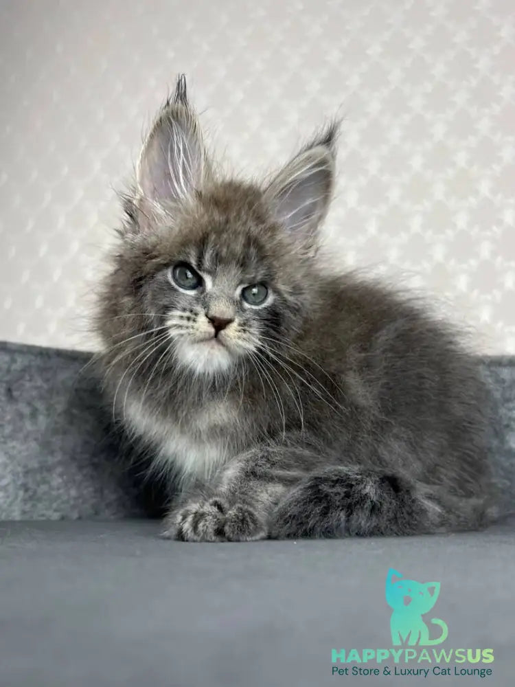 Paradise Maine Coon male blue tabby - live animals