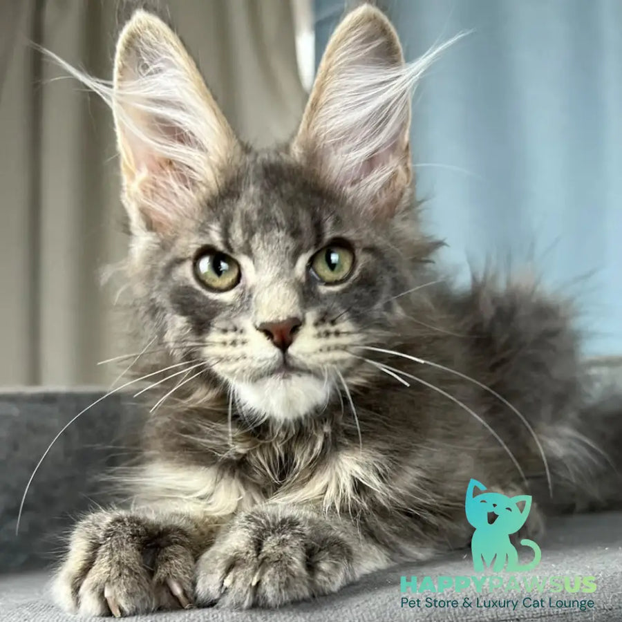 Paradise Maine Coon male blue tabby - live animals