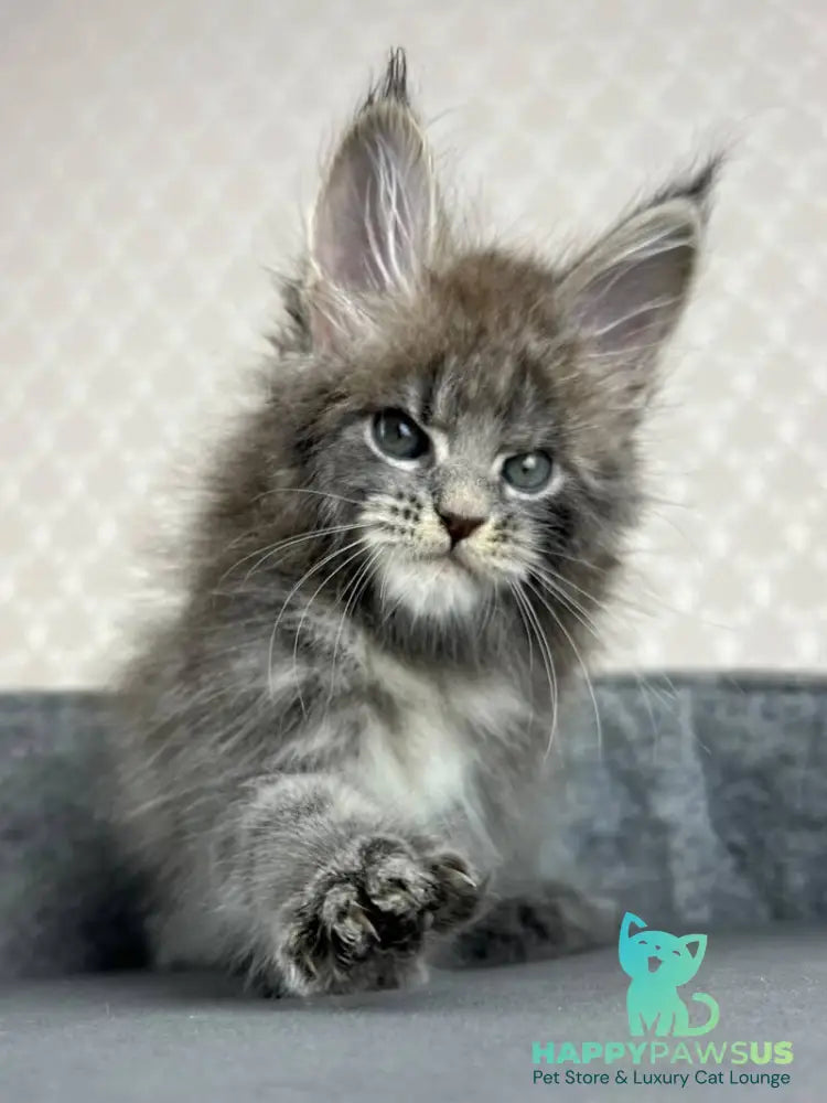 Paradise Maine Coon male blue tabby - live animals