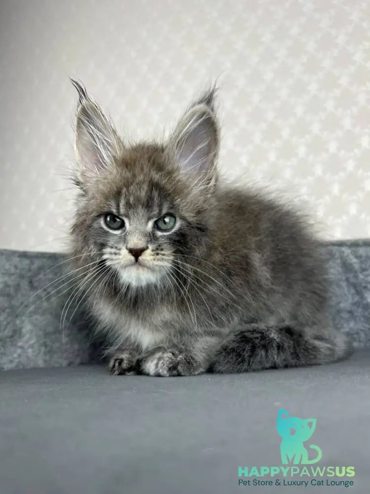 Paradise Maine Coon male blue tabby - live animals
