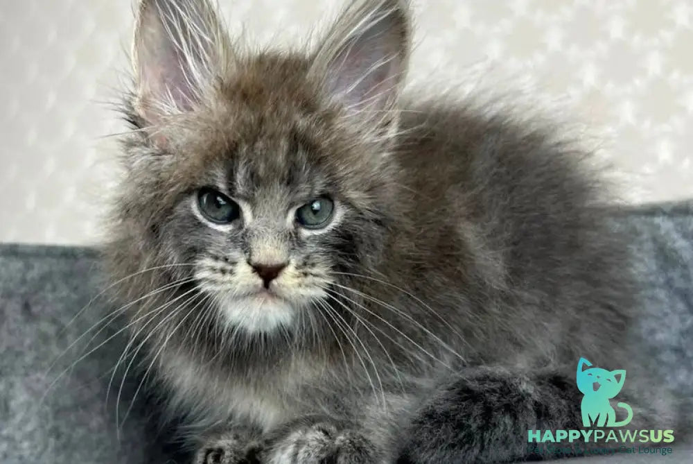 Paradise Maine Coon male blue tabby - live animals