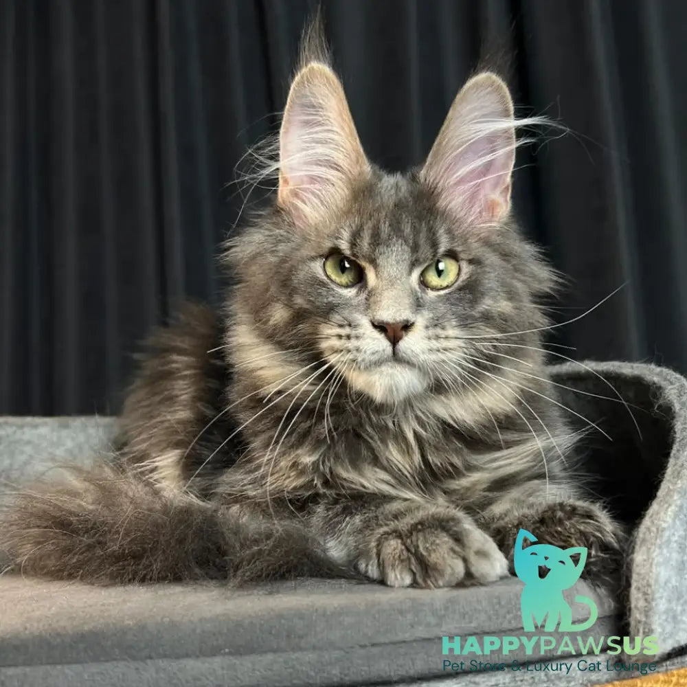 Paradise Maine Coon male blue tabby - live animals