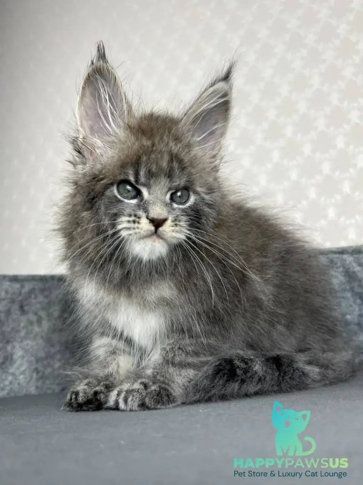Paradise Maine Coon male blue tabby - live animals