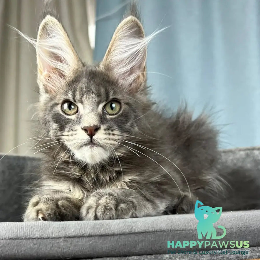 Paradise Maine Coon male blue tabby - live animals