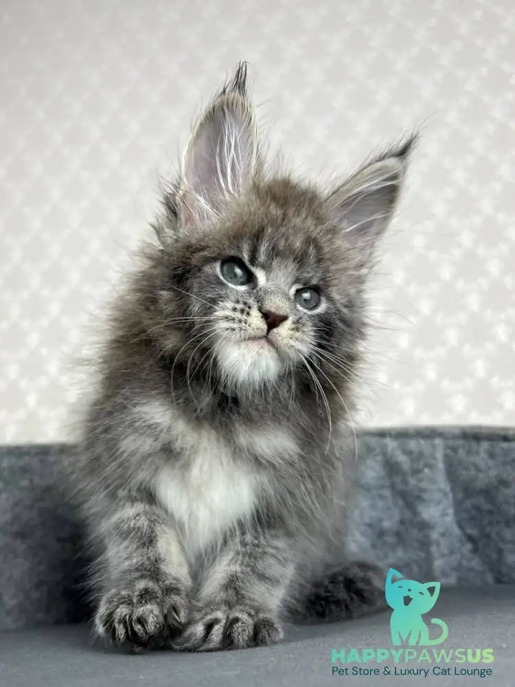 Paradise Maine Coon male blue tabby - live animals
