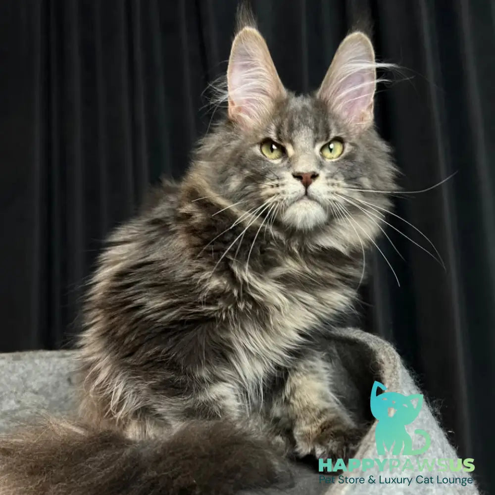 Paradise Maine Coon male blue tabby - live animals