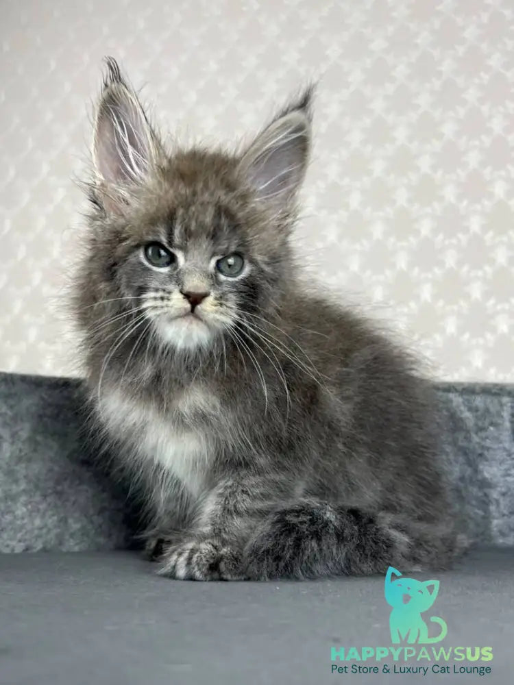 Paradise Maine Coon male blue tabby - live animals