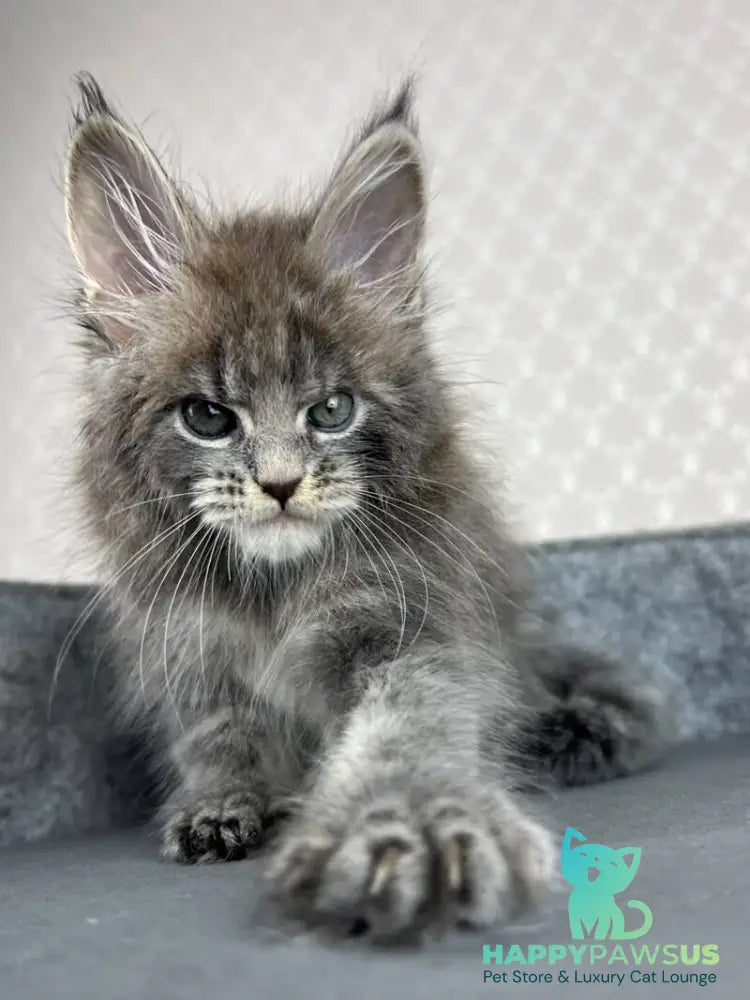 Paradise Maine Coon male blue tabby - live animals