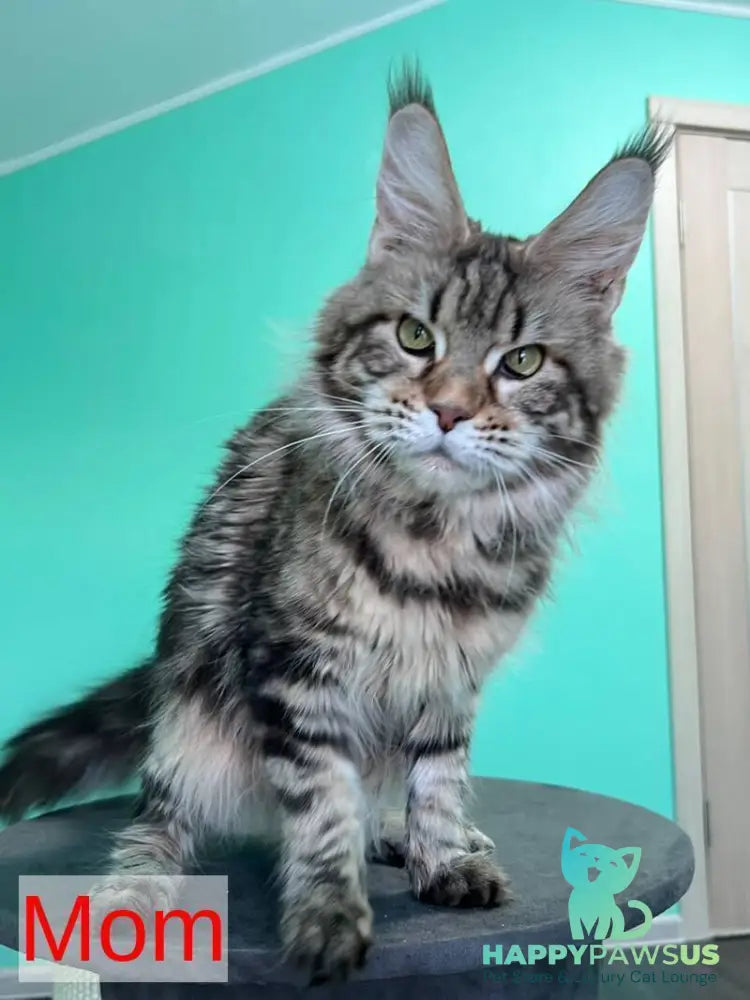 Paradise Maine Coon male blue tabby - live animals