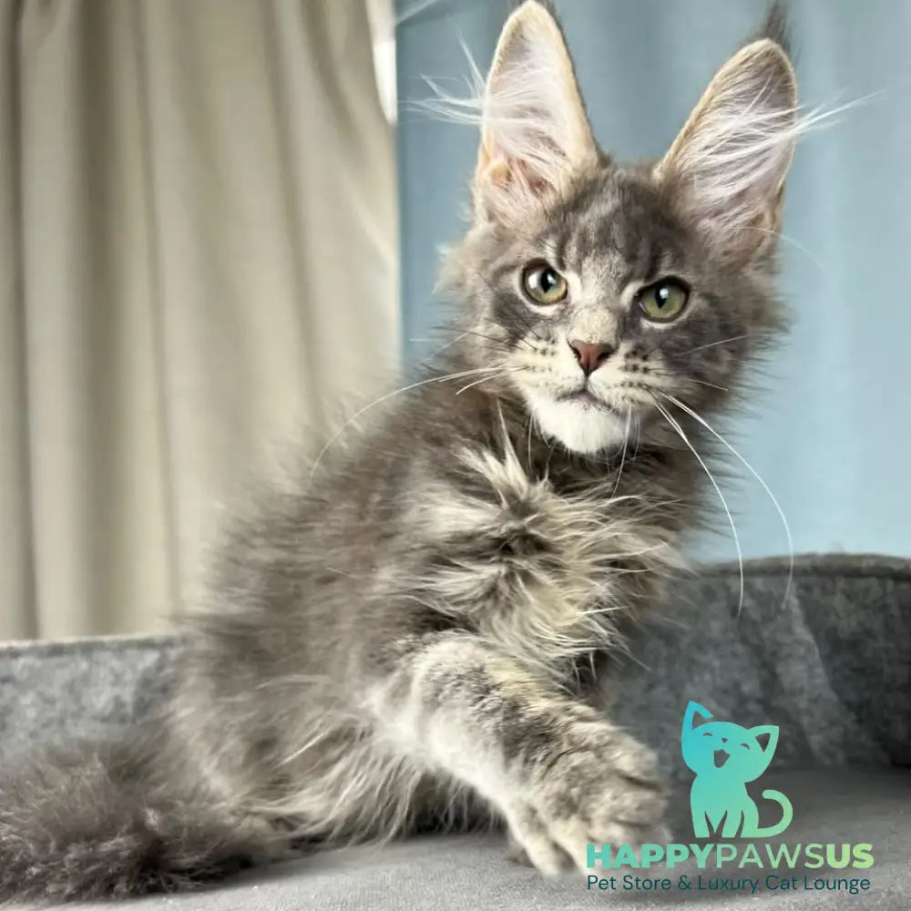Paradise Maine Coon male blue tabby - live animals