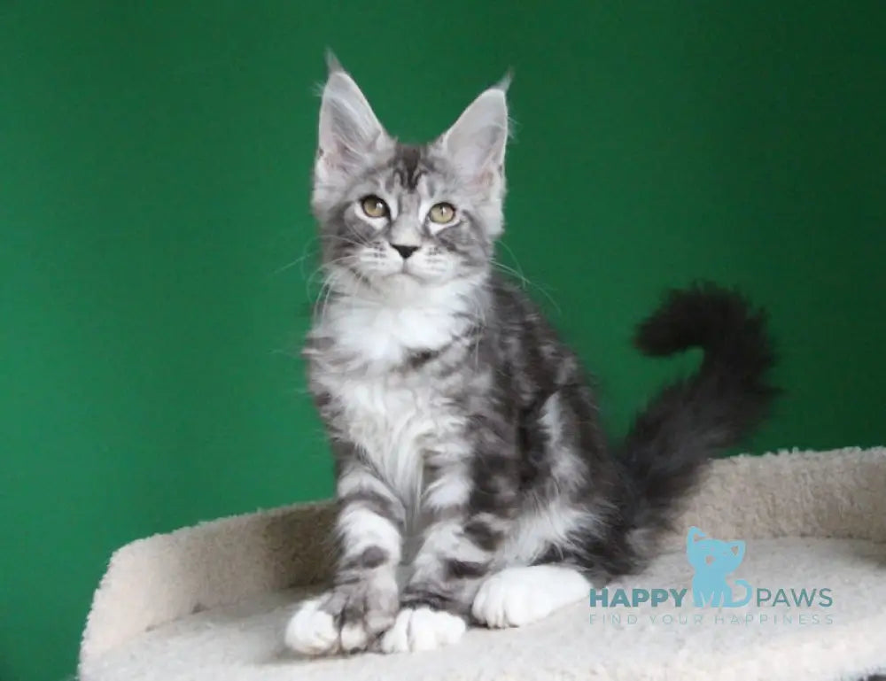 Paradise Maine Coon polydactyl male black silver tabby with white live animals