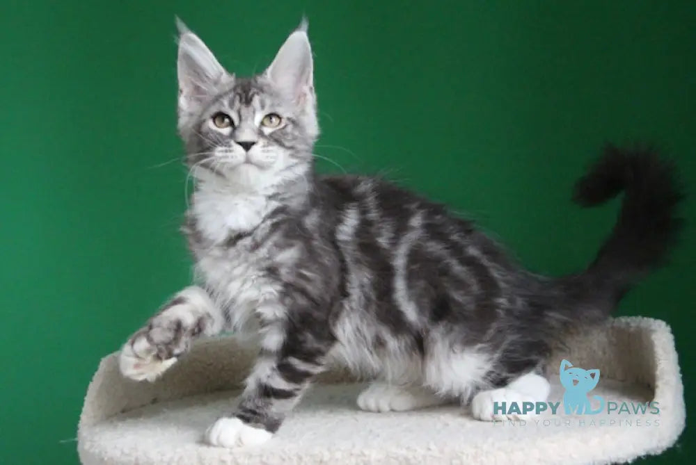 Paradise Maine Coon polydactyl male black silver tabby with white live animals