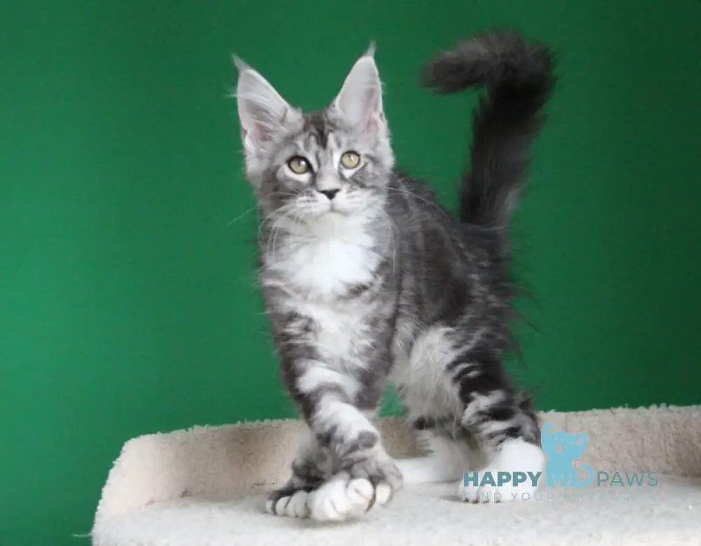 Paradise Maine Coon polydactyl male black silver tabby with white live animals