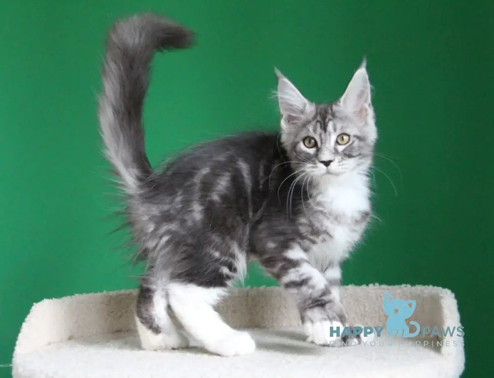 Paradise Maine Coon polydactyl male black silver tabby with white live animals