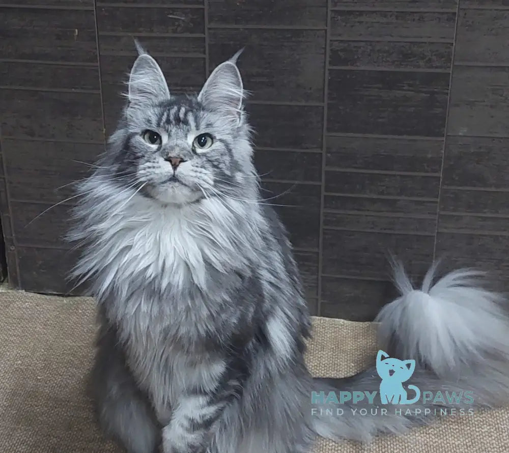 Paradise Maine Coon polydactyl male black silver tabby with white live animals