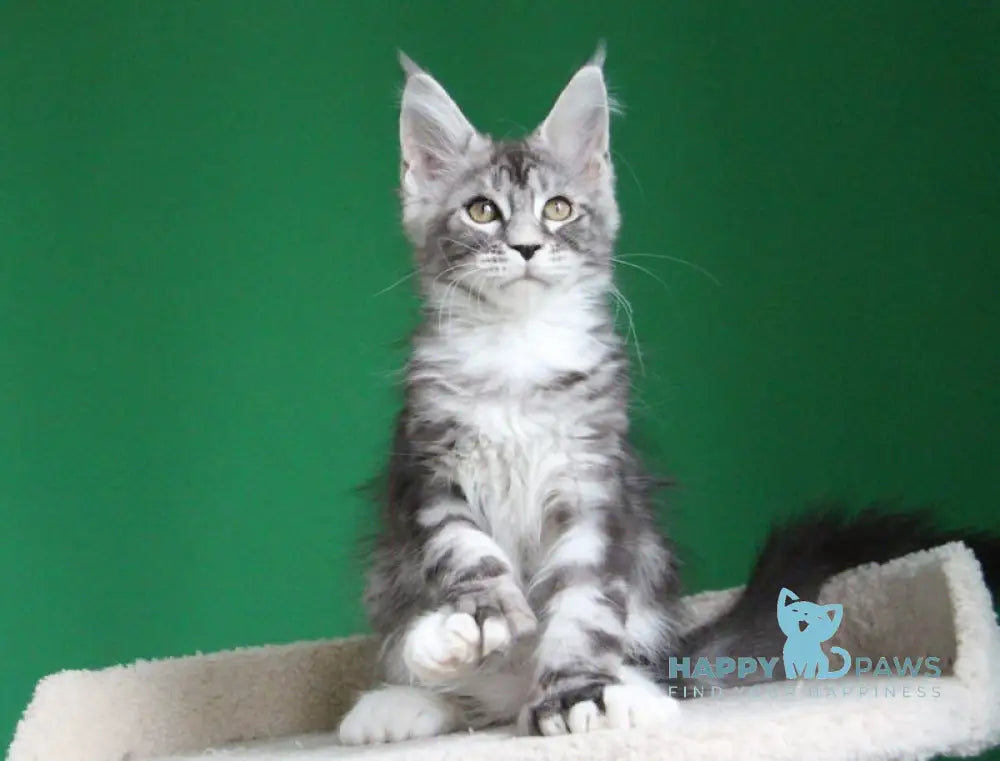 Paradise Maine Coon polydactyl male black silver tabby with white live animals
